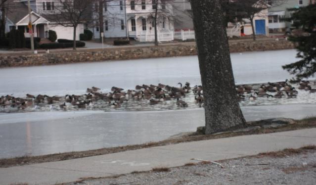 stupid ducks stupid ducks