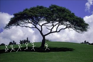 shade tree shade tree