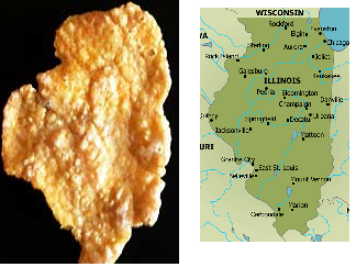cornflake