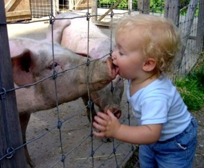 swine flu swine flu